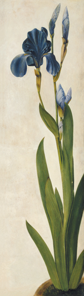 An Iris (w/c & gouache on paper) van Albrecht Dürer
