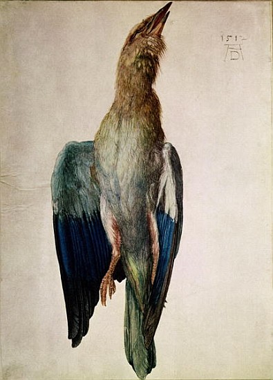 Blue Crow, 1512 (w/c & gouache on vellum) van Albrecht Dürer
