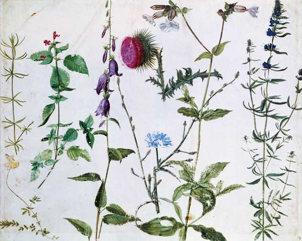 Eight Studies of Wild Flowers van Albrecht Dürer