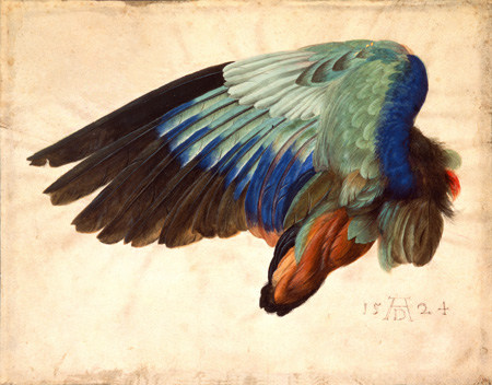 Vleugel van vogel van Albrecht Dürer