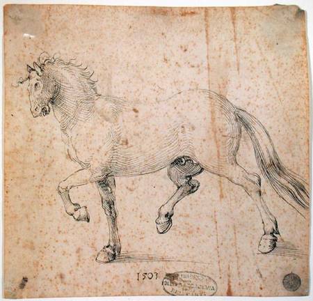 Horse van Albrecht Dürer