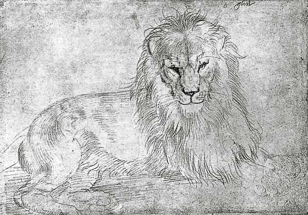 Liegender Loewe van Albrecht Dürer