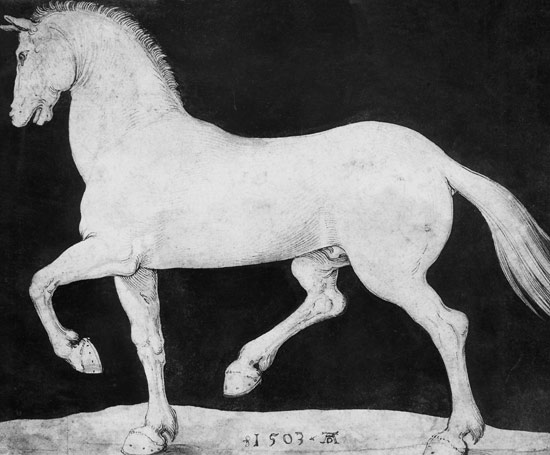 Pferd van Albrecht Dürer