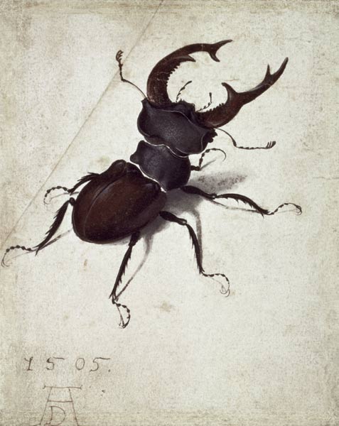 Stag Beetle van Albrecht Dürer