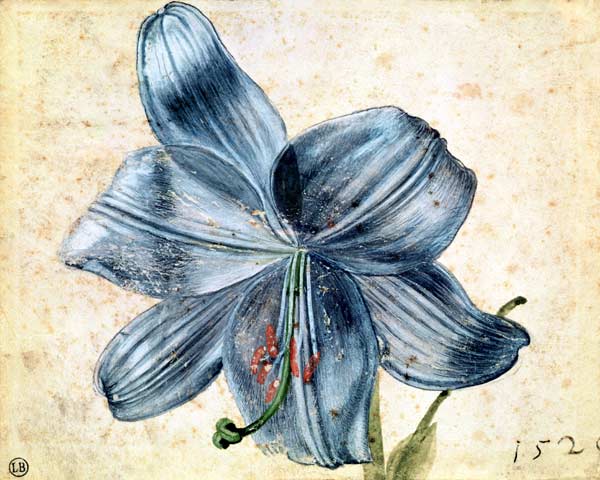 Study of a lily van Albrecht Dürer