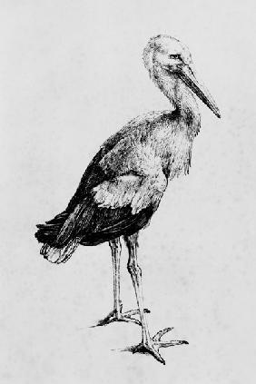 A.Dürer, Stork / Draw./ c.1500