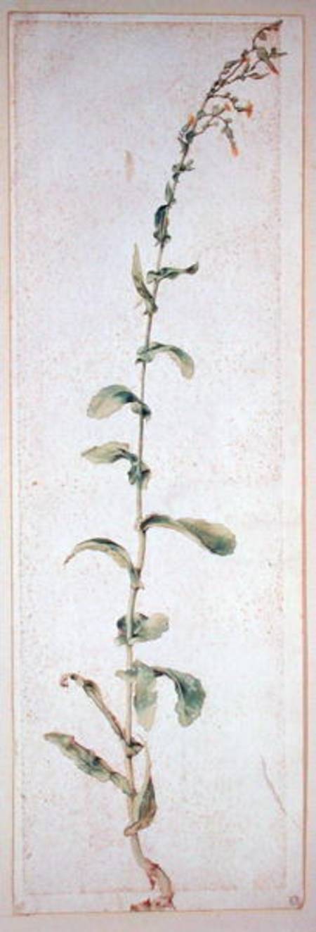 A Tobacco Plant van Albrecht Dürer
