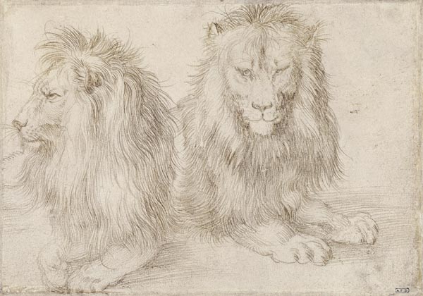 Two seated lions van Albrecht Dürer