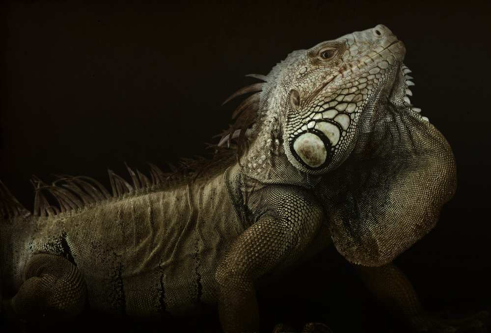 Iguana profile van Aleksandar Milosavljevi?