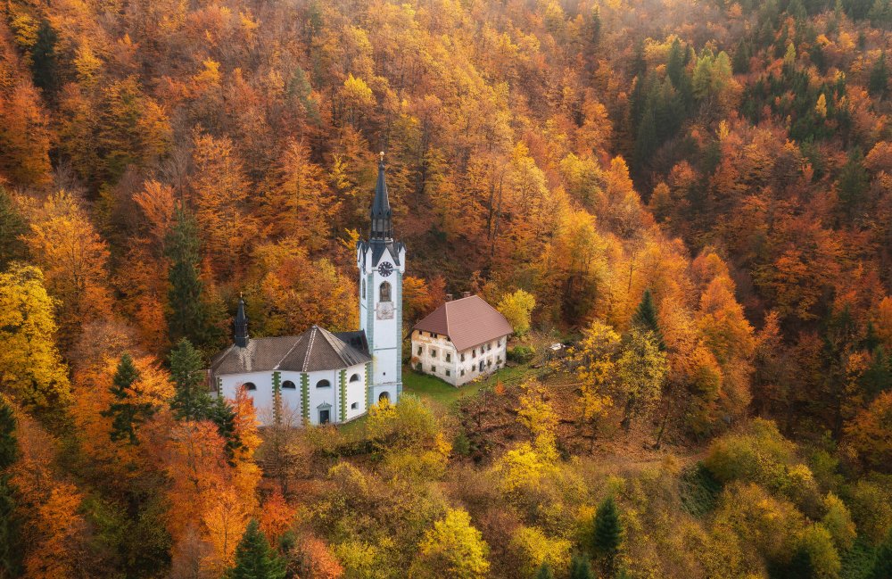 Cathedral in the forest van Ales Krivec