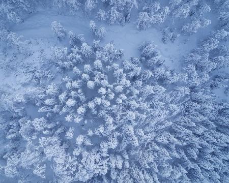 Above the winter forest