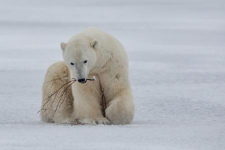 Polar Bear with Branch