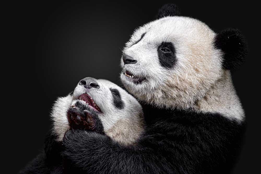Pandas van Alessandro Catta