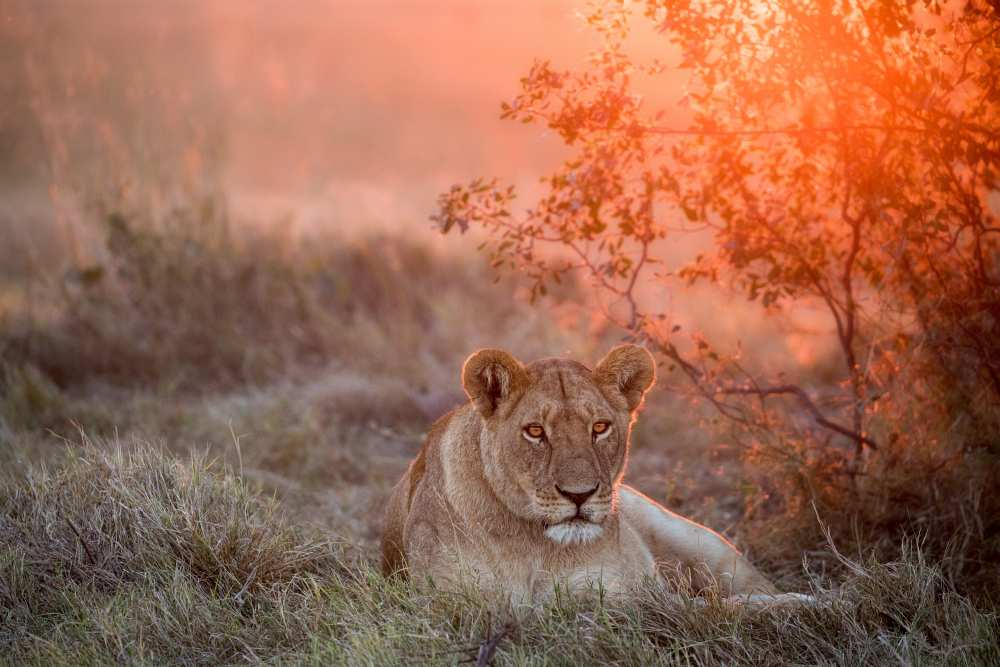 Sunset Lioness van Alessandro Catta