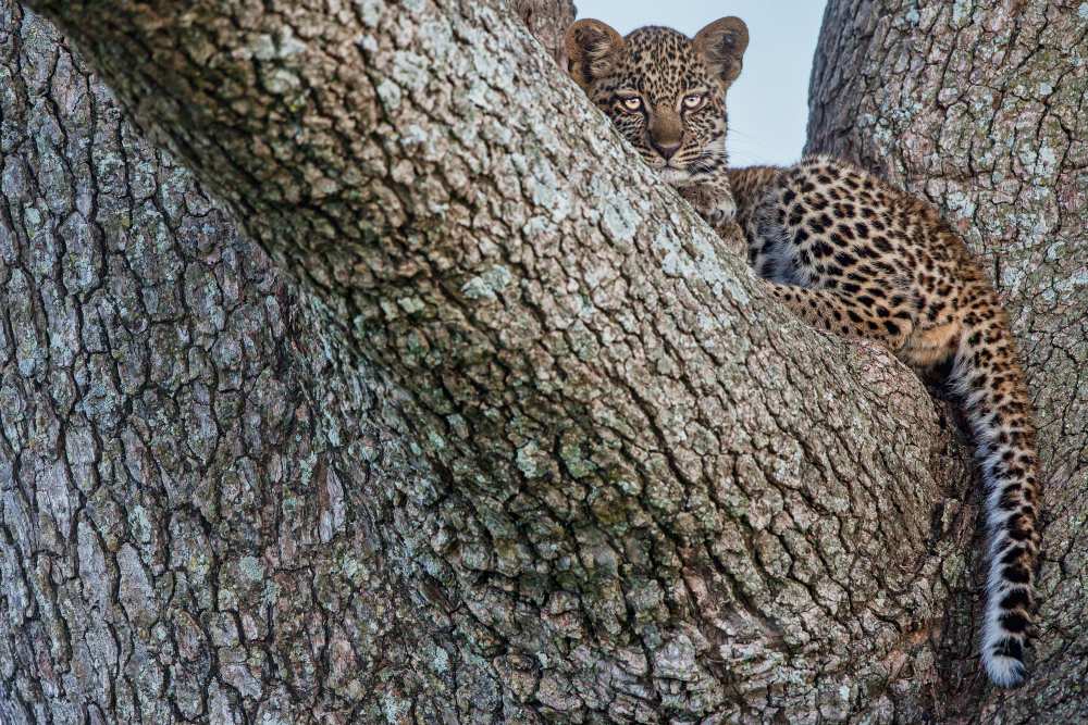 Young Leopard van Alessandro Catta