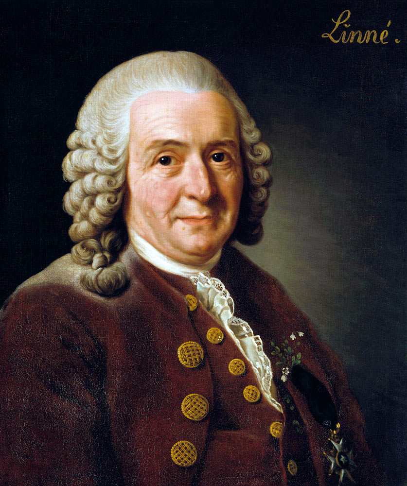 Portrait of Carl Linnaeus (1707-1778) van Alexander Roslin