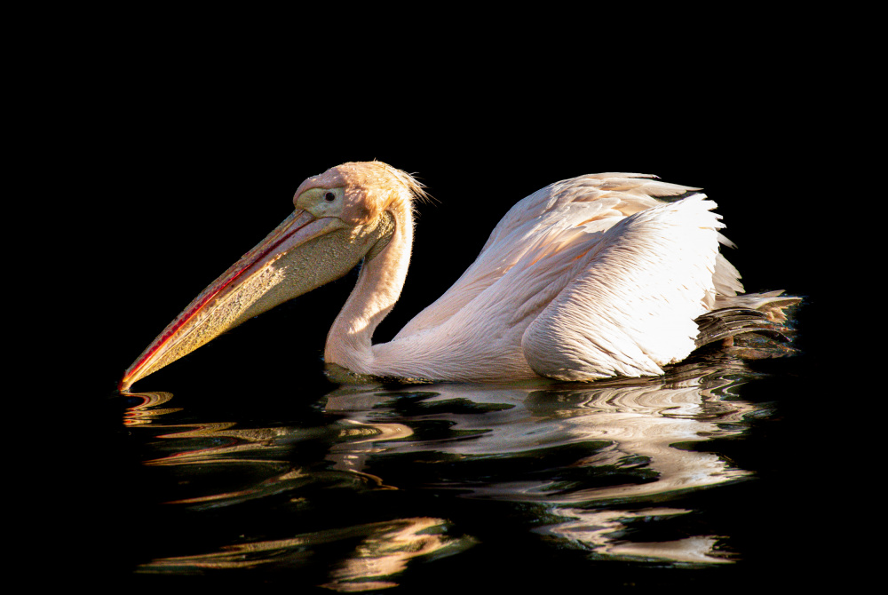 Scrambled pelican van Alexandra Isbasoiu