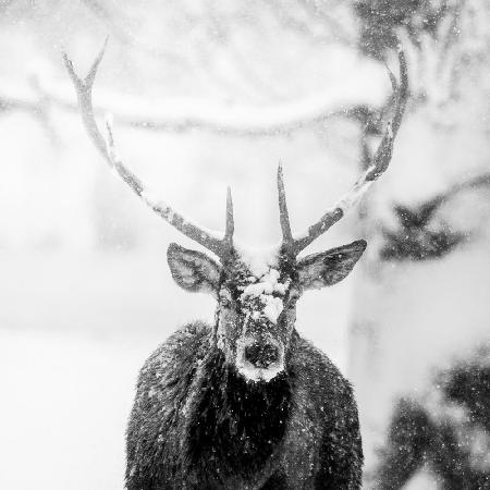 Male deer in heavy snow