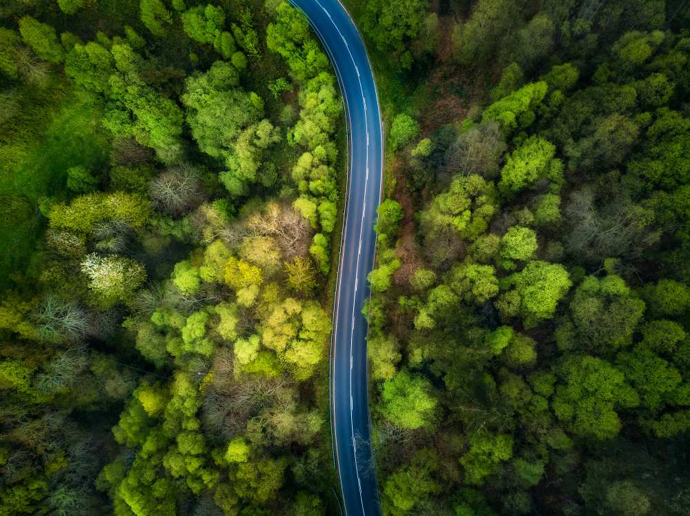 Road in the forest van Alfonso Maseda Varela