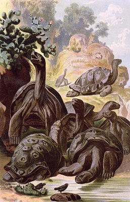 Giant Tortoises from the Galapagos Islands, from a natural history book, 1887 (colour litho) van Alfred Brehm