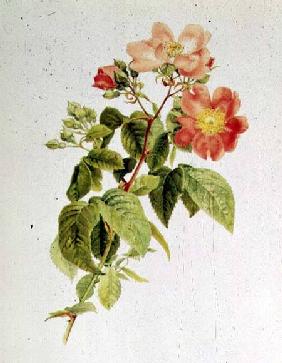 Rosa setigera (The Prairie Rose) by Alfred Parsons (1847-1920)