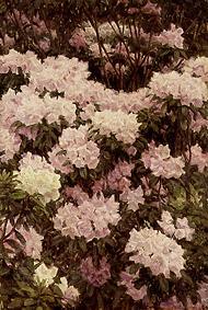 Rhododendron-Blüten van Alfrida Vilhelmine Ludovica Baadsgaard