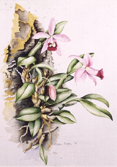 15:Orchid: Laelia pumila, by Alison Cooper (living artist)  van Alison  Cooper