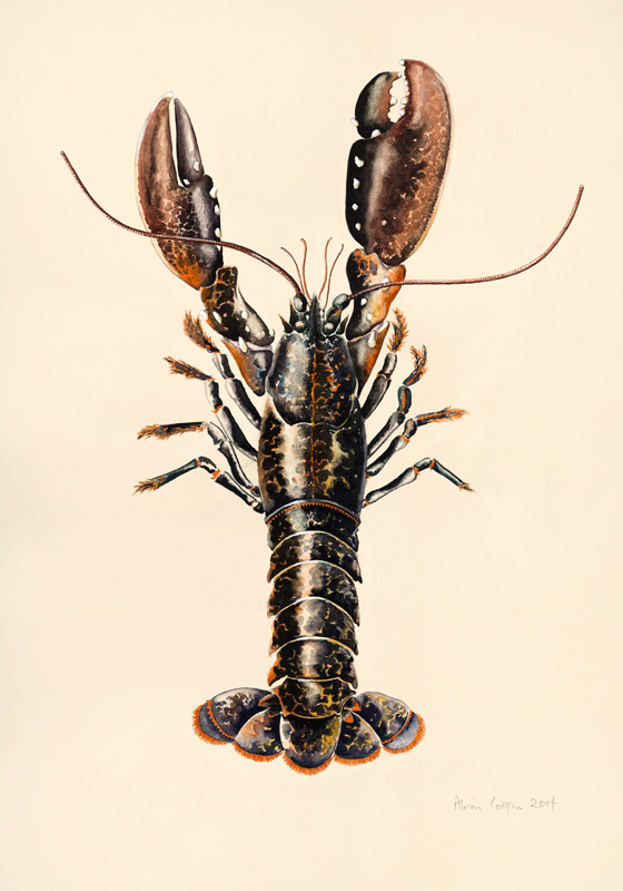Lobster from Solva van Alison  Cooper