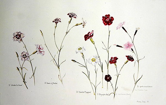 Carnations van Alison  Cooper