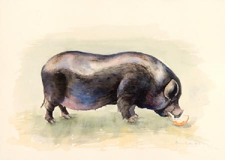 Italian Black Pig