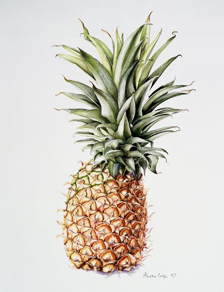 Pineapple van Alison  Cooper