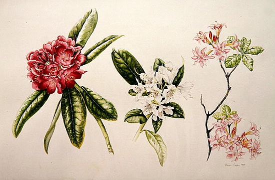 Rhododendron van Alison  Cooper