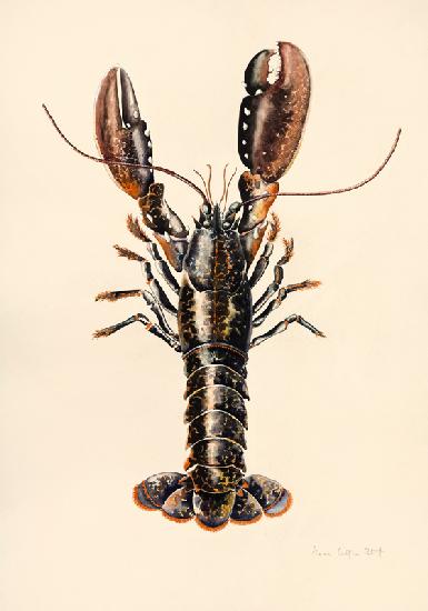 Lobster from Solva
