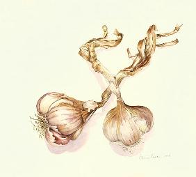Garlic bulbs, 2005 (w/c on paper) 