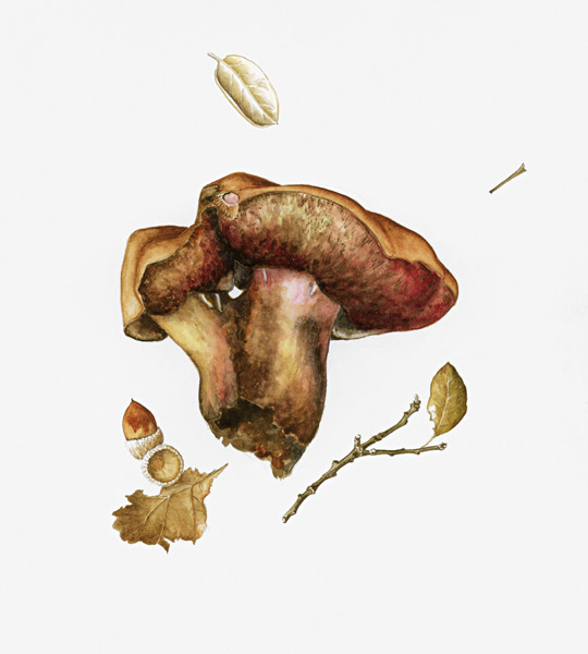 Wild Mushroom (w/c on paper)  van Alison  Cooper