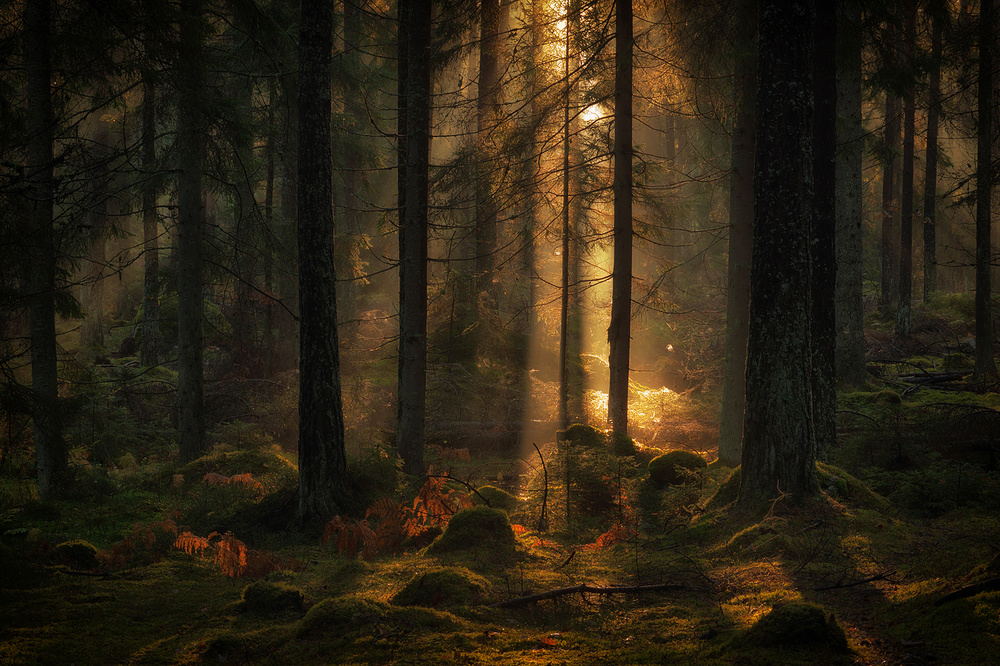 The light in the forest van Allan Wallberg