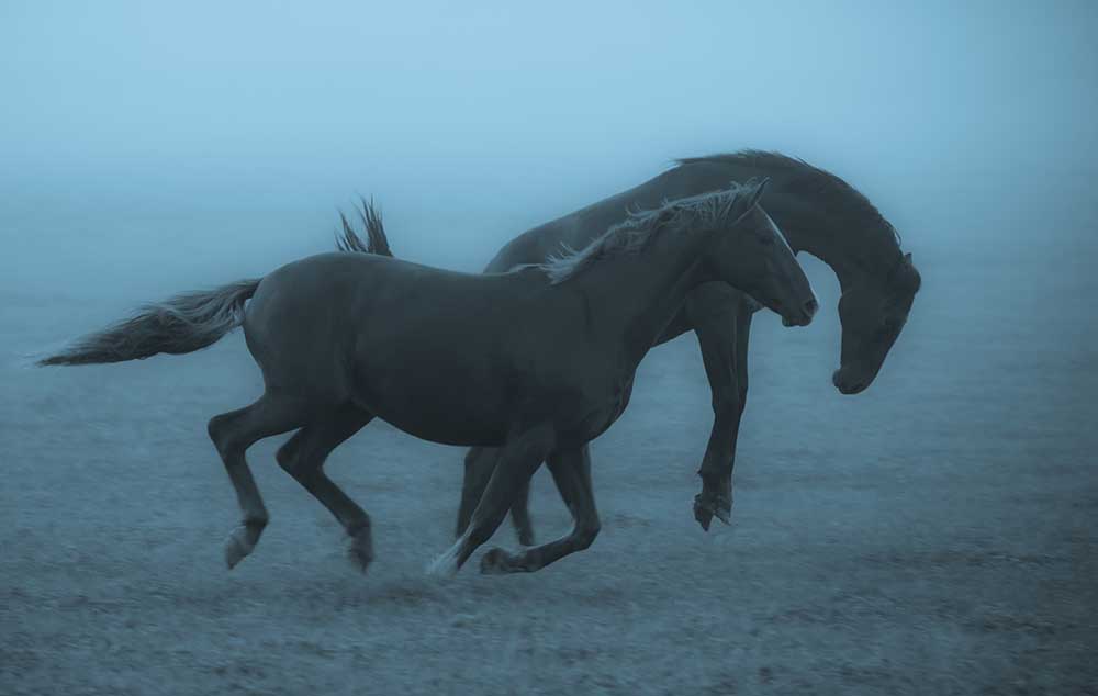 Horses in the fog van Allan Wallberg