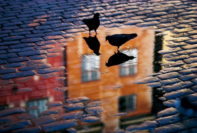 Pigeons van Allan Wallberg