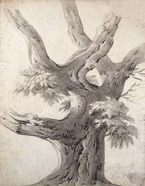Study of a Tree van Alphonse Nicolas Michel Mandevare