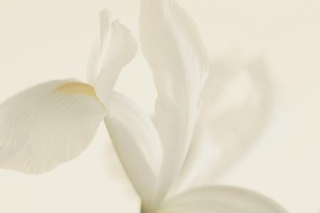 White Iris Flower Close Up