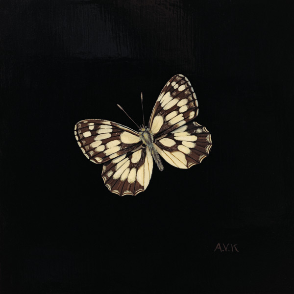 Marbled white butterfly van  Amelia  Kleiser