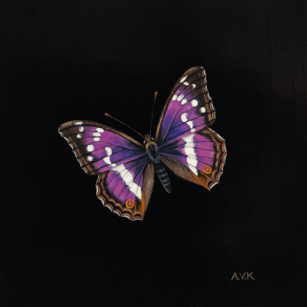 Purple emperor butterfly van  Amelia  Kleiser