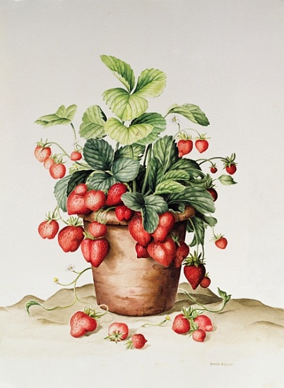 Strawberries in a pot van  Amelia  Kleiser