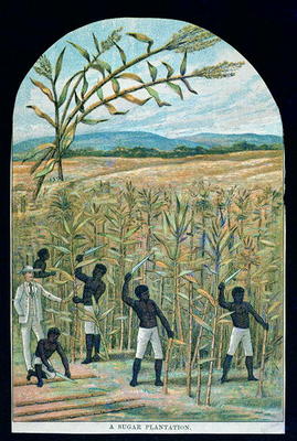 Cutting cane on a sugar plantation in America's Deep South (colour litho) van American School