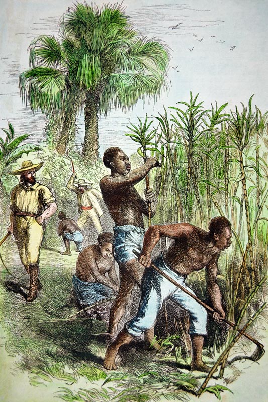 Slaves working a sugar field, c.1860 (coloured engraving) van American School, (19th century)