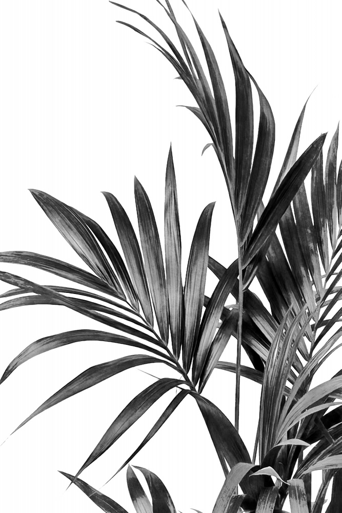 Palm Leaves Black and White 01 van amini54