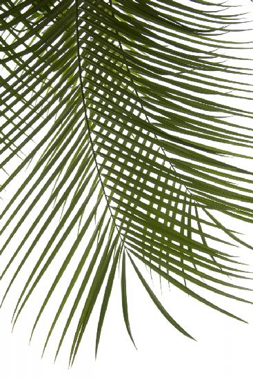 Palm Leaves Foliage Photo IV