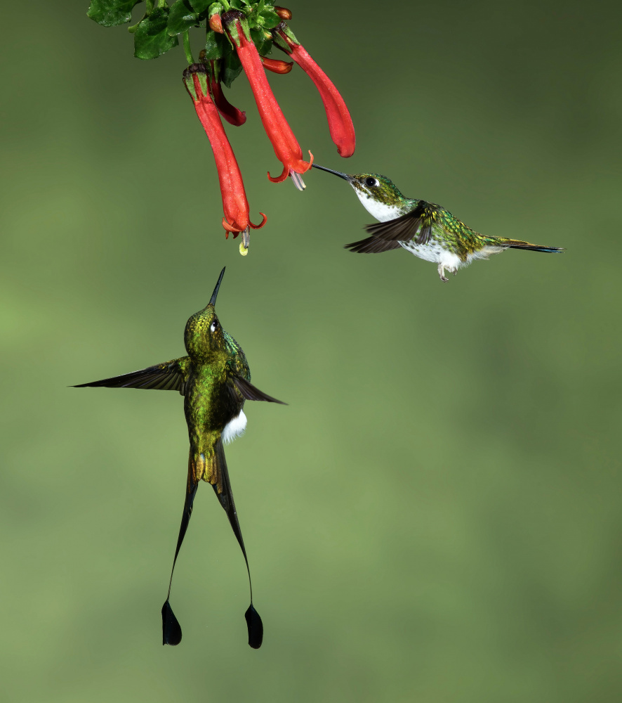Booted Racket-tail Hummingbirds van Amy Marques