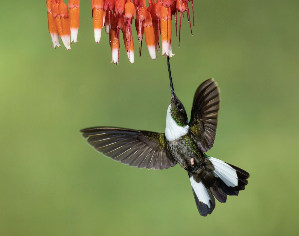 Collared Inca Hummingbird van Amy Marques