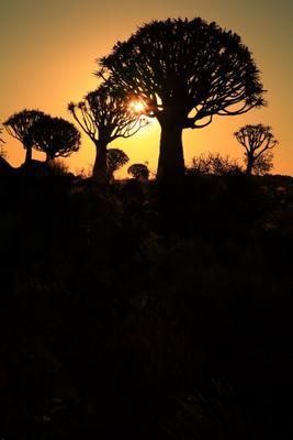 Köcherbaumwald Namibia